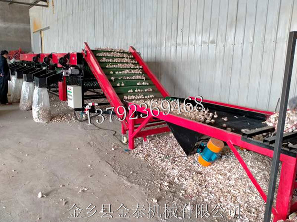 選購(gòu)蒜種分瓣機(jī)需要注意哪些方面？